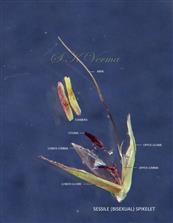  Sessile (Bisexual) Spikelet